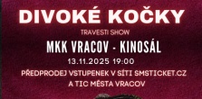 Divoké kočky